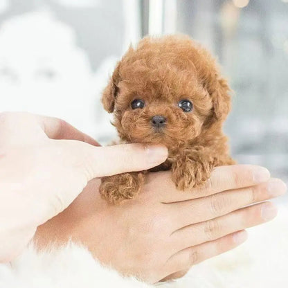 Petit animal de compagnie robotisé - Bébé Calinou