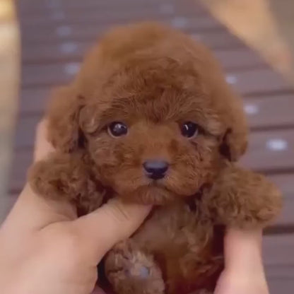 Robotic pet